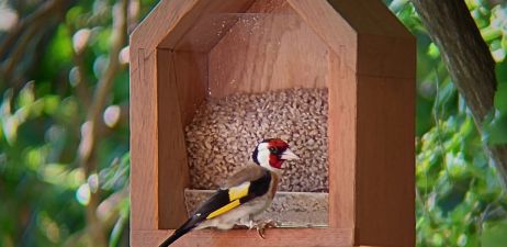 Alle Vögel sind schon da!